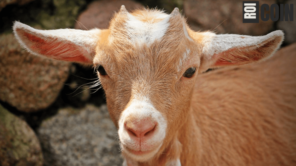 how long do goats live