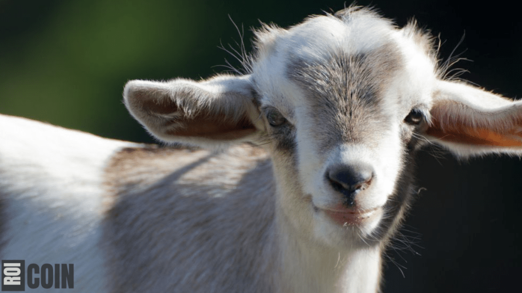 how long do goats live