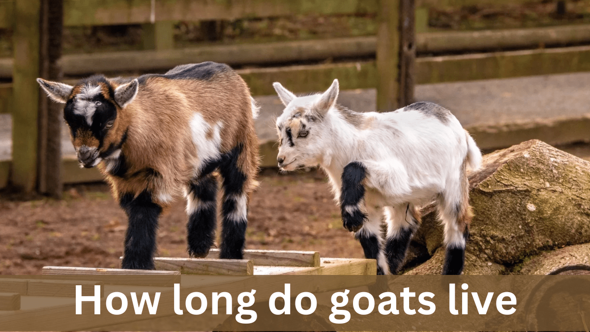 how long do goats live