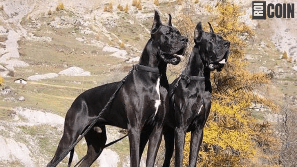 how long do great danes live