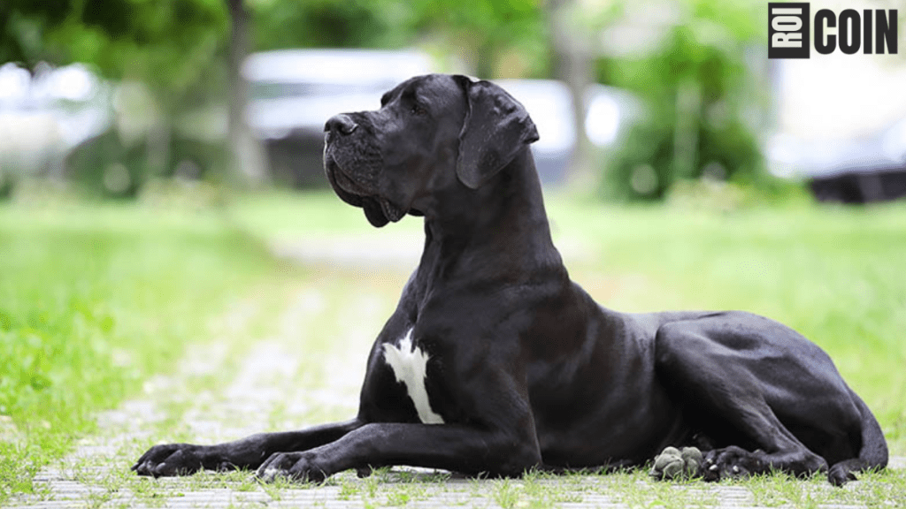 how long do great danes live