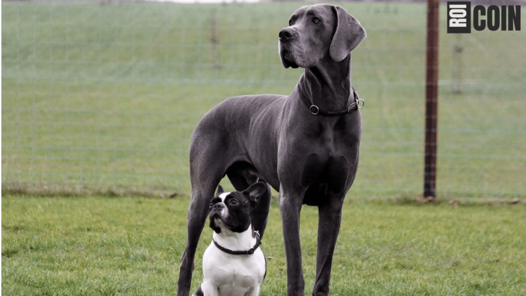 how long do great danes live