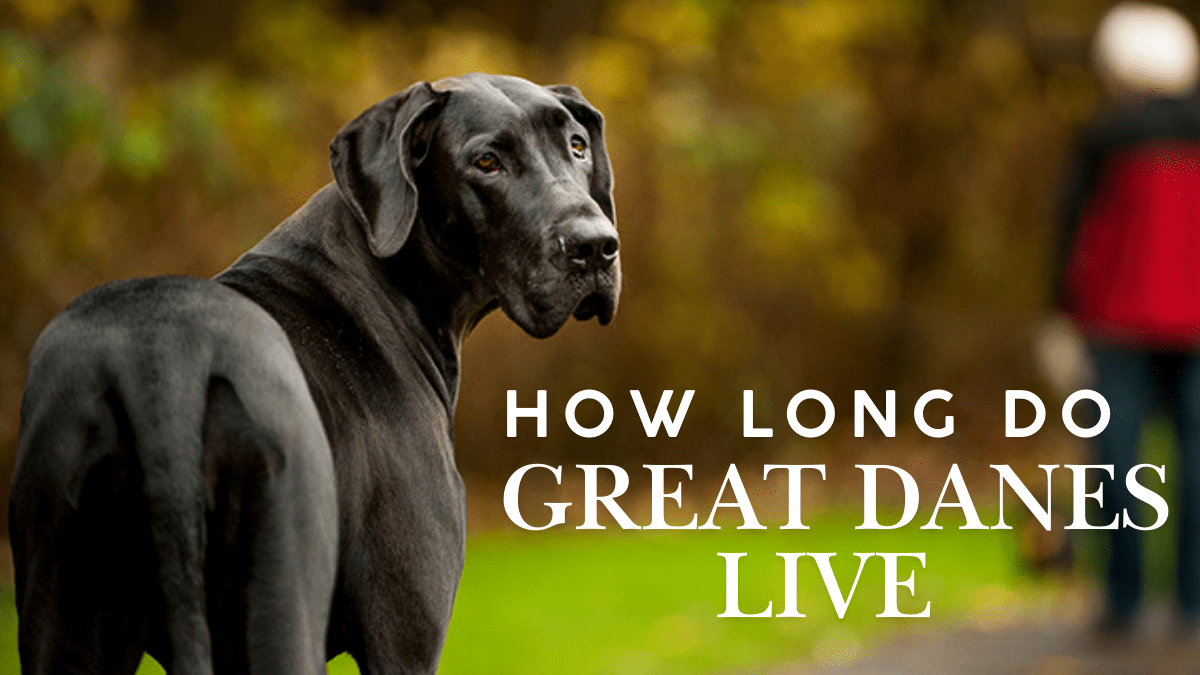 How Long Do Great Danes Live? Uncover the Shocking Facts!