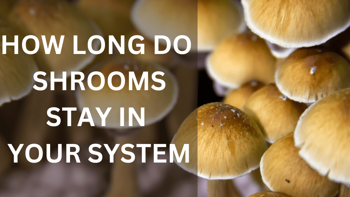 how long do shrooms stay in your system