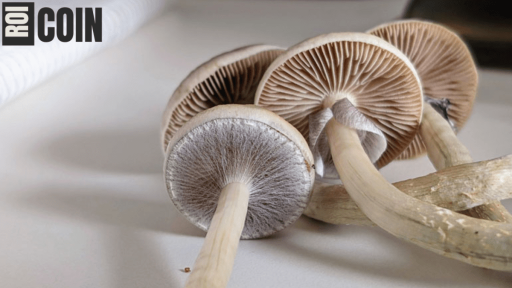 how long do shrooms stay in your system