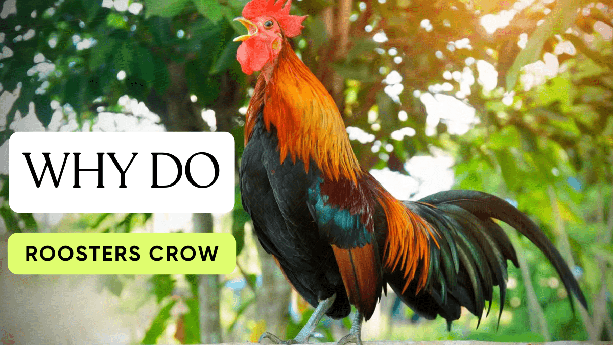 why do roosters crow