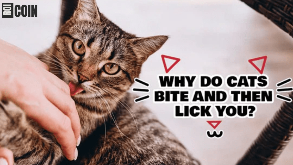 why does my cat lick me then bite me